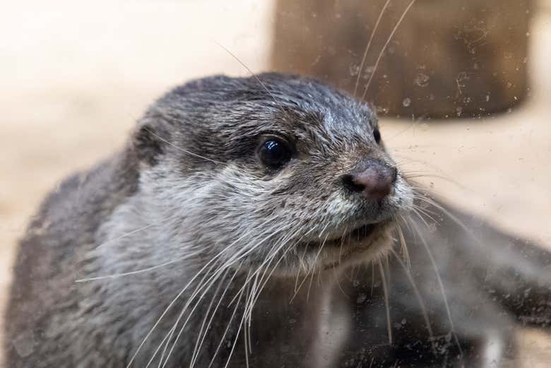 Une loutre
