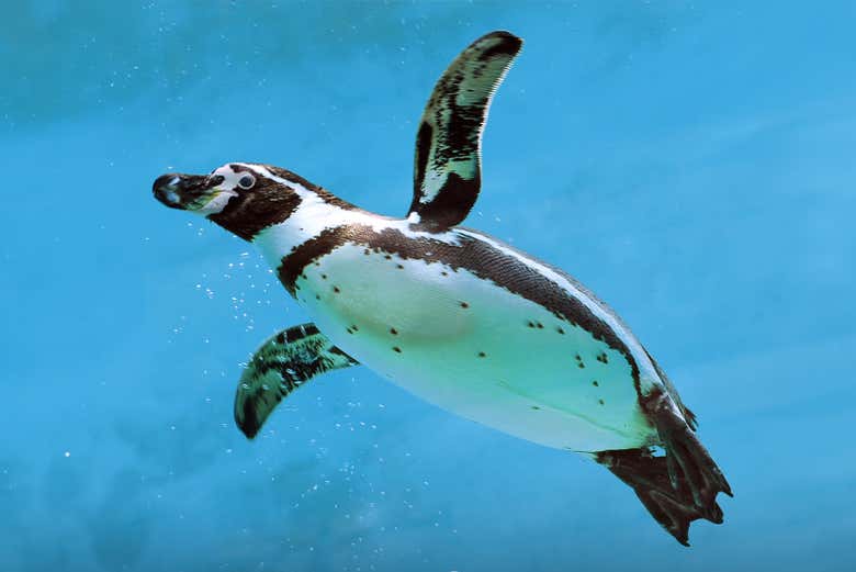 Un pingouin